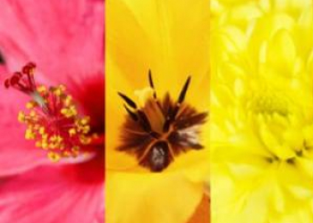 Quelles couleurs de fleurs pour un deuil, un enterrement ? 