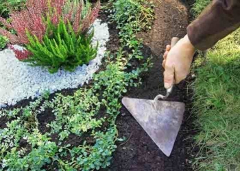 Quelles plantes choisir pour un cimetière ?